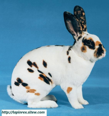 rex tdalmatien tricolore